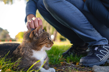Street cats of Turkey country