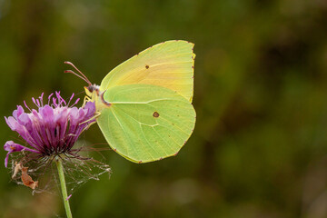 Gelber Schmetterling Zitronenfalter
