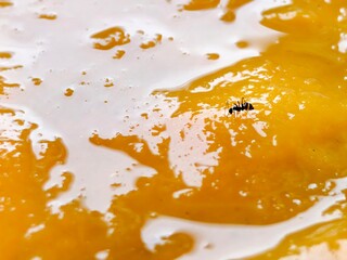 Macro image of a black ant walking on a glossy yellow surface, resembling jam or jelly. High detail of texture and reflection.