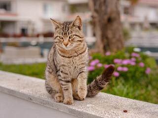 Street cats of Turkey roam freely, lounging, playing, and exploring the vibrant streets, creating charming scenes of daily life in urban and rural settings.