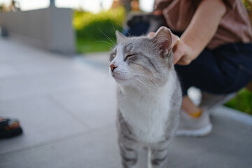 Street cat of Turkey roam freely, lounging, playing, and exploring the vibrant streets, creating charming scenes of daily life in urban and rural settings. Antalya city cafe