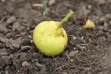 pear on the ground