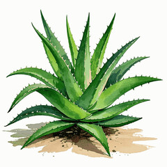 Fototapeta premium Healing Jade Wave Auspicious plants Aloe vera isolated watercolor vector illustration svg