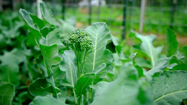 Close up of very small broccoli crown or head growing in middle of plant in organic vegetable garden
