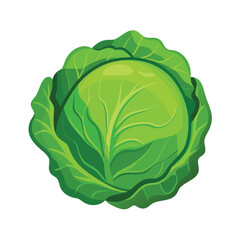 Fresh green cabbage vector illustration vegetable healthy