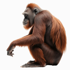 Orangutan in deep thought: A thoughtful orangutan sits pensively in deep concentration, its intelligent gaze and contemplative posture, evoking a sense of wisdom.