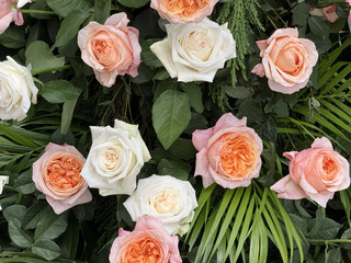 Pink and White Roses with Green Leaves Floral Background