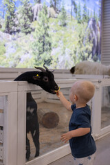 Little boy feeding little goat on a kids farm. 