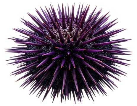 Realistic Sea Urchin Marine Animal PNG