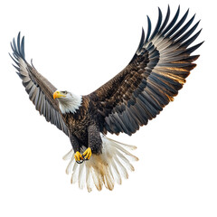 Obraz premium Bald eagle soaring gracefully through the sky with majestic wings spread wide isolated on transparent background, cutout PNG