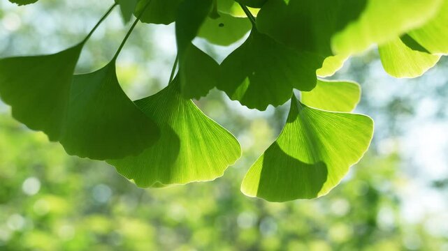 Clsoeup of green leaves of the ginkgo biloba. 