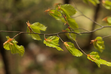 foglie verdi di un albero di faggio con i germogli nuovi, sui rami sottili, di giorno, in primavera, con sfondo sfuocato