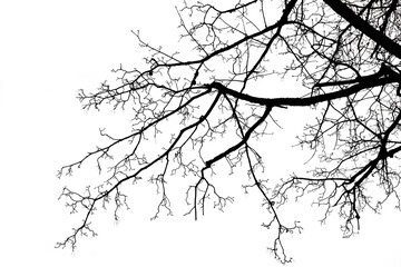 sagome nere scontornate su sfondo trasparente dei rami di un albero deciduo 