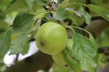 green apple on a tree