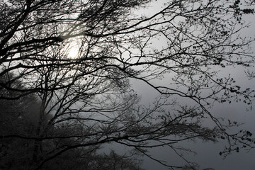 日本、京都,、比叡山、山、灯篭、赤燈籠、冬絶景、雪景色、神社、鳥居、冬の絶景、ポット、旅行、風景、旅、森,、自然、空,、冬、木、写真素材