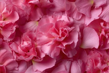 Fototapeta premium A closeup of layered pink carnation petals