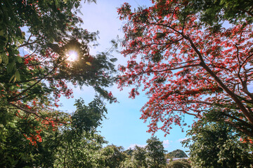Low-angle view of red flame tree in tropical forest with green leaves, blue sky, and starburst...