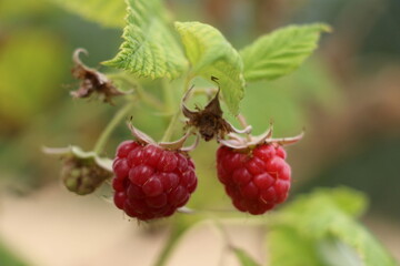 raspberries on the bush