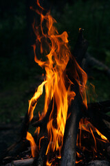 A campfire is burning in the forest. Vertical photo of a real fire