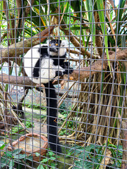 A black and white ruffed lemur sits on a branch, surrounded by dense tropical vegetation