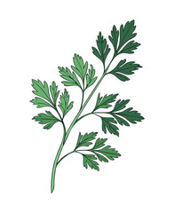 Fototapeta premium Vector Illustration of Fresh Green Parsley Herb