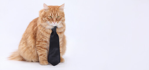 Ginger cat with long fur wearing black tie, sitting on white background, full body, studio...