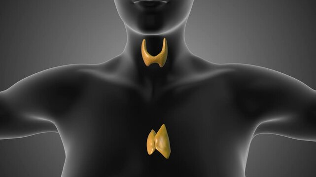 Thyroid and Thymus Glands in Female Human Anatomy
