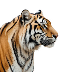 Fototapeta premium Majestic Tiger Portrait: A captivating portrait of a regal tiger, its orange and black stripes glistening in the light, showcasing the power and beauty of the wild.