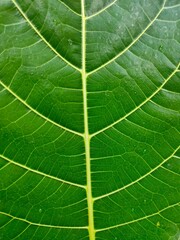 Intricate network of light green veins forming a geometric pattern across a vibrant green tropical leaf 