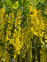 yellow leaves on the tree