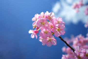 東谷山フルーツパーク　桜　Togokusan Fruits Park Cherry Blossom