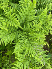 green fern background