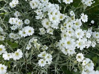 white flowers in the garden