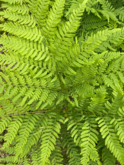 fern leaf background