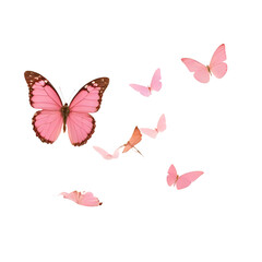  Group Butterflies White Background