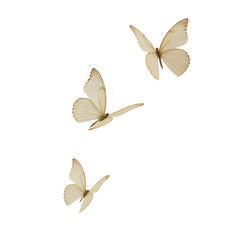 Group Butterflies White Background