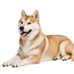 Elegant Akita in repose: A beautiful Akita, a majestic breed of dog, lies gracefully, displaying its stunning fur and poised demeanor.