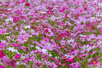 秋の野原に咲き誇るピンクと白のコスモス畑