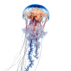 Translucent jellyfish floating: Graceful jellyfish floating through the vast ocean, its tentacles flowing behind it, a mesmerizing dance of nature's beauty, marine life, ocean wonder.