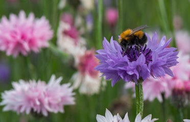 Bumblebee (Bombus hypnorum), sitting on a flower and drinking nectar .