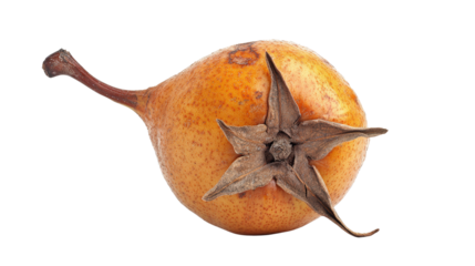 Medlar fruit with soft brown skin and star-shaped bottom, aged appearance, Transparent background, PNG file