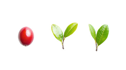 Miracle fruit with small red oval body, alters taste perception, Transparent background, PNG file