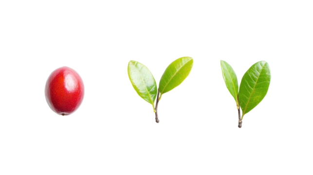 Miracle fruit with small red oval body, alters taste perception, Transparent background, PNG file