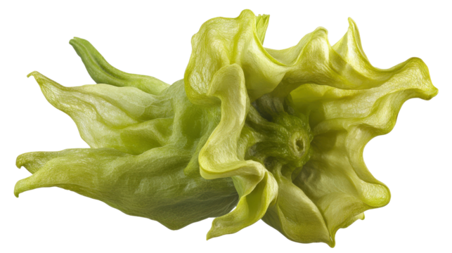 Green bell chili hybrid with wide body and wrinkled skin, mild spice level, Transparent background, PNG file