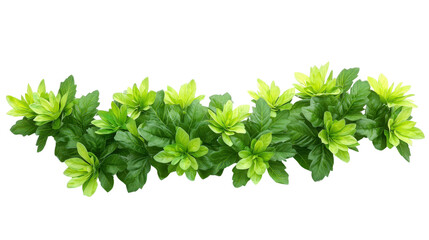 Obraz premium Green garland chrysanthemum leaves with jagged edges, popular in hotpots, Transparent background, PNG file