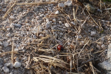 Ladybug and stone