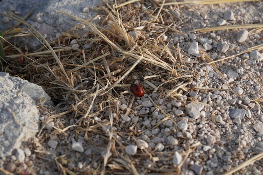 ladybud on a leaf