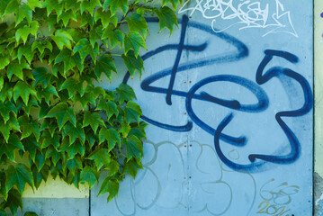 Fassade mit Graffiti und rankender Jungfernrebe