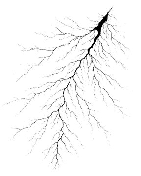 Black and white thunderlight branches silhouette isolated on white background