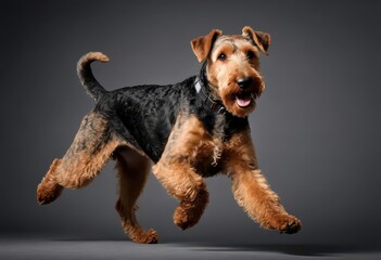 Airedale terrier god isolated on grey background, lovely puppy, adorable pet 4